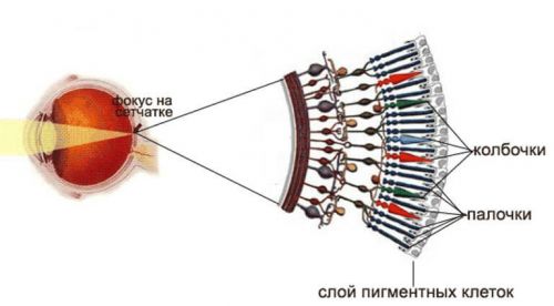 Сетчатка Сетчатка