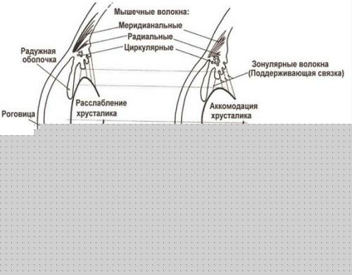 Аккомодация