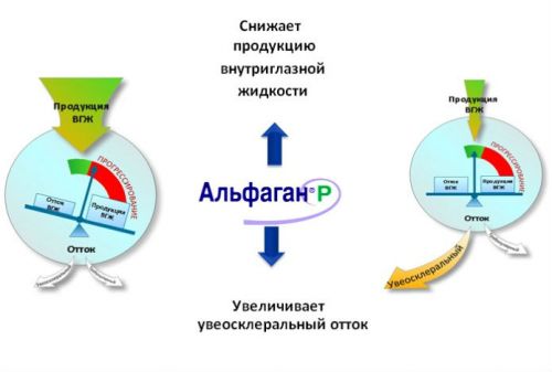 Действие средства Альфаган