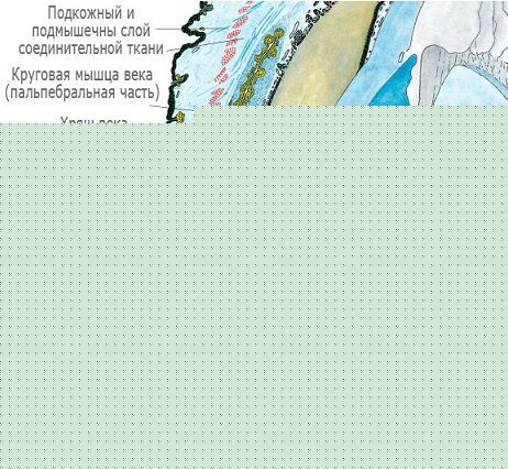 Внутреннее устройство век