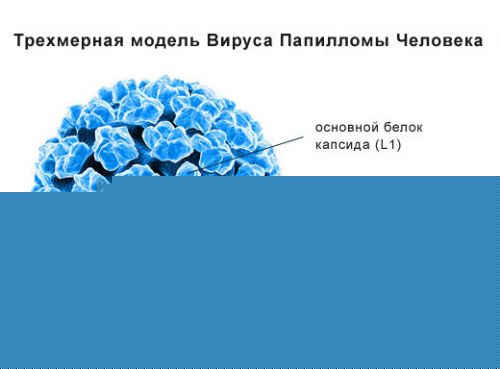 Вирус папилломы человека