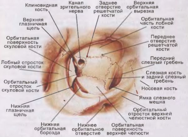 Строение глазницы