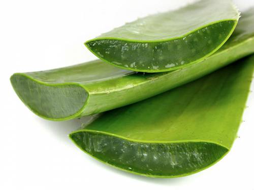 Алоэ Алоэ