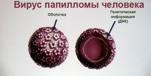Вирус папилломы человека Вирус папилломы человека