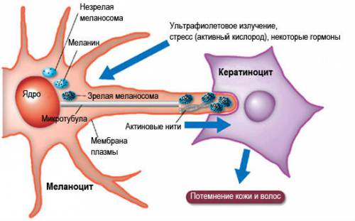 Процесс пигментации кожи Процесс пигментации кожи