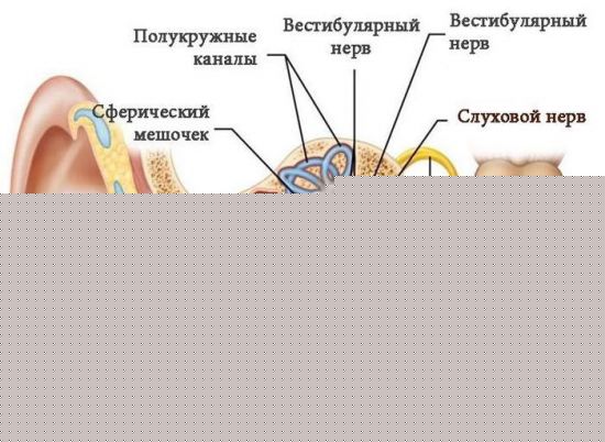 Вестибулярный аппарат