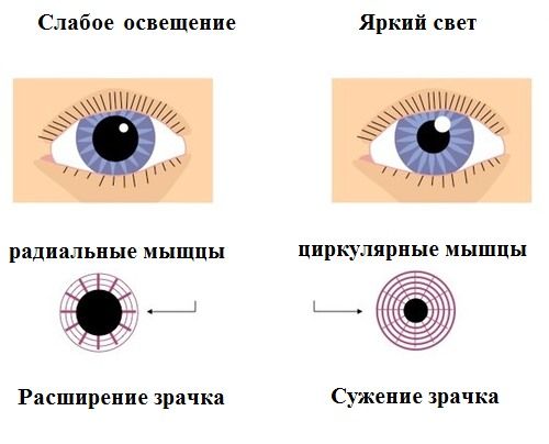 Зрачковый рефлекс