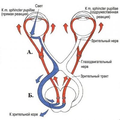 Зрачковый рефлекс