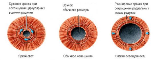 Работа мышц радужки