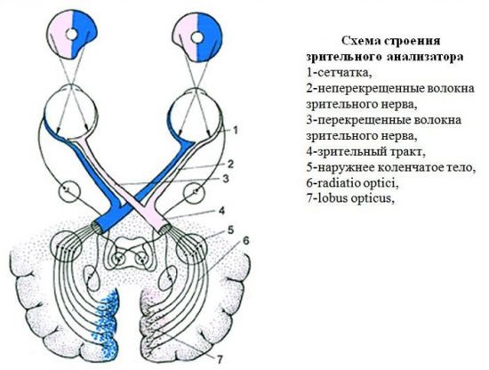 Зрительный анализатор